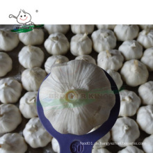 Neue Ernte frischen Knoblauch / Großhandel weißen Knoblauch China Herkunft / China Knoblauch Preis